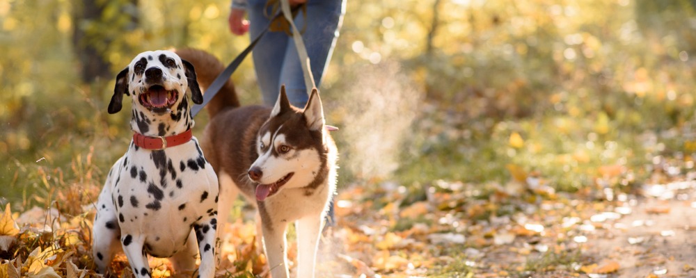 The Top Spots for Dog Friendly Walks in South Wales